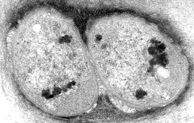 Decoding the process of bacterial division