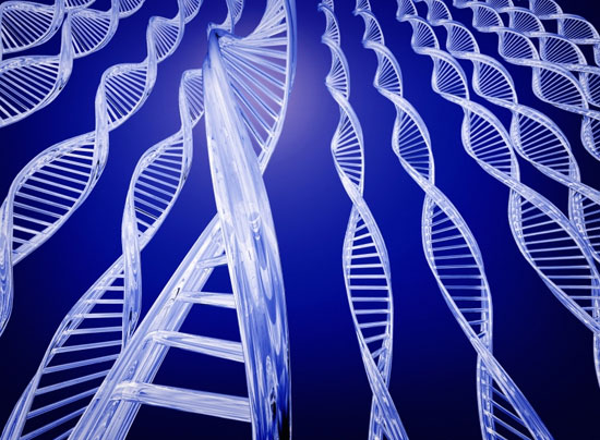 Decoding the world's longest-lived human gene