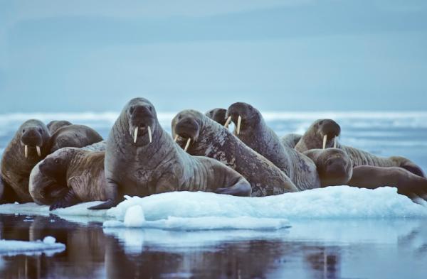 Decreasing the number of polar bears and walruses