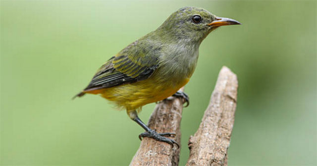 Deep birds and basic information about this bird