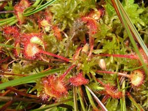 Deep catch - Drosera