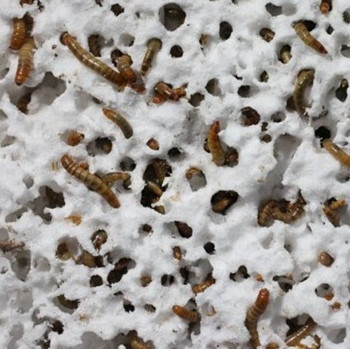 Deep rice eat plastic - solution to minimize landfill burial?