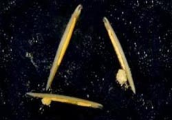 Deep sea creatures provide clues to the evolution of humanity