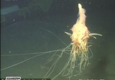 Deep sea spaghetti flying monster discovered in Angola