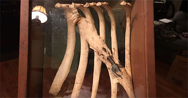 Deer survive for years with arrows across the ribs