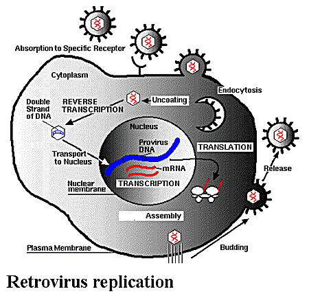 Defense proteins kill ancient primates retroviruses