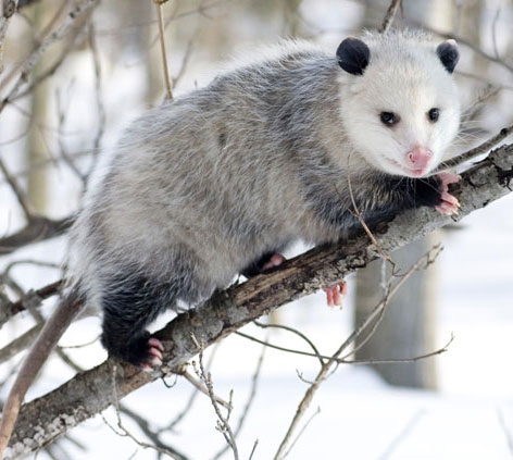 Defensive 'masters' in nature