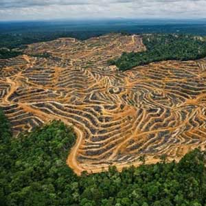 Deforestation in Malaysia is three times faster than Asia