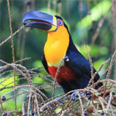 Deforestation makes seeds difficult to regenerate