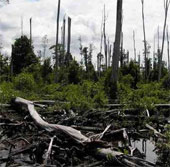 Deforested area in Mexico increased rapidly in 10 years