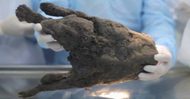 Defrost the dog's mummy 12,400 years ago to revive