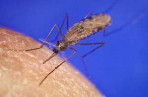 Demeter: Early warning system for malaria epidemic