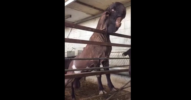 'Demons' have a dinosaur-like appearance