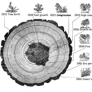 Dendrochronology - New science subject