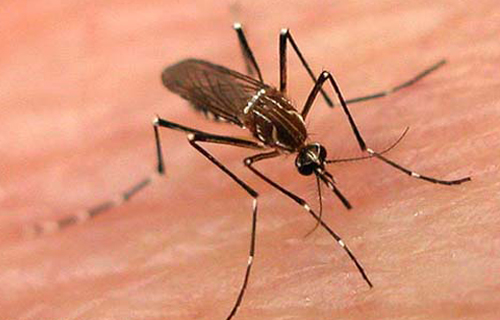 Dengue fever in the epidemic season in the South