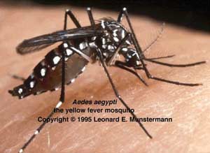 Dengue hemorrhagic fever