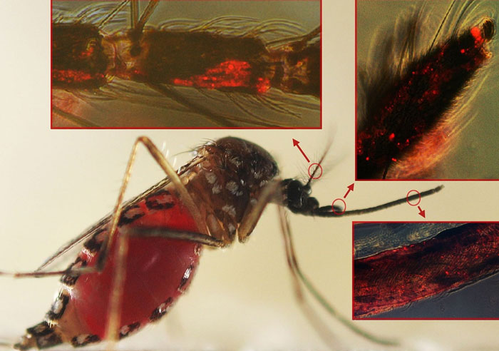 Dengue virus makes the blood thirstier