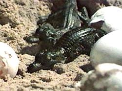 Dentures from crocodile egg shells