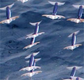 Department of Pacific flying market