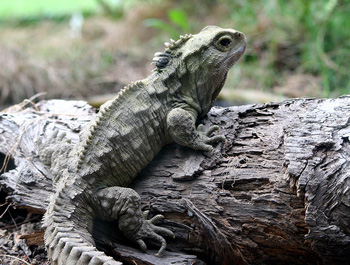 Descendants of dinosaurs making fathers at the age of 111