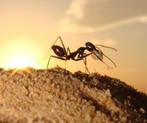 Desert ants smell the way back to the nest