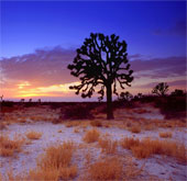 Desert - CO2 sink