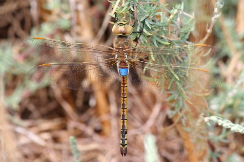 'Desert' dragonfly in England