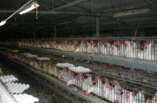 Destroy 8 million chickens because of the flu