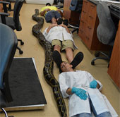 Destroy the giant python in America