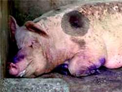 Destroying all foot and mouth disease is not easy