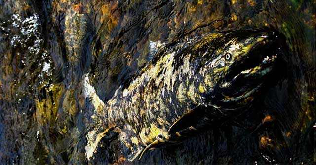 Detect 3 mysterious viruses that have not been detected in Pacific salmon species