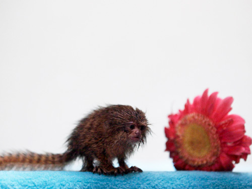 Detect a small monkey with a flower