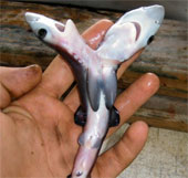Detect additional fetal 2-headed shark weird