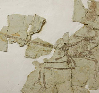 Detect bird's bones in dinosaur belly