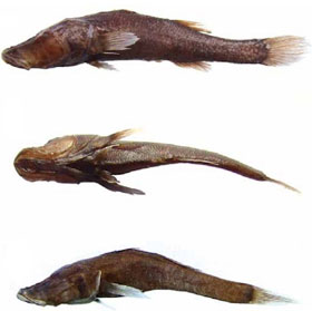 Detect eyeless fish under Madagascar's death hole