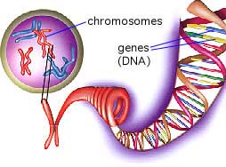Detect new abnormal chromosomes
