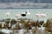 Detect rare black flamingos