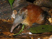 Detect rats like elephants