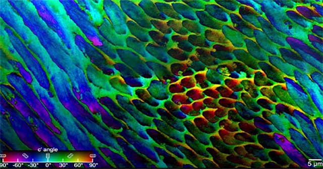 Detect special structure in human tooth enamel