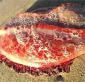 Detect the bizarre red creature without eyes, mouth