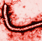 Detect the first time of occurrence of Ebola virus in the world