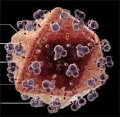 Detect toxins to improve HIV immunity