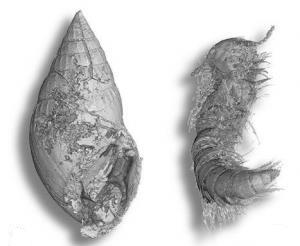 Detected 100 million year old chiseled amber contains group of 356 animals