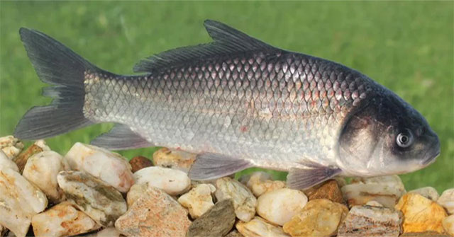 Detected 112-year-old freshwater fish in the US