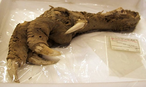 Detected 3,300 years claws of the wingless prehistoric bird