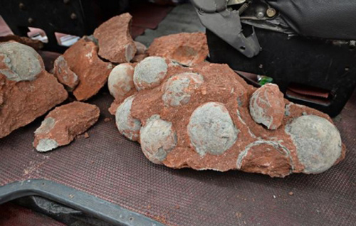 Detected 43 fossils of dinosaur eggs in China