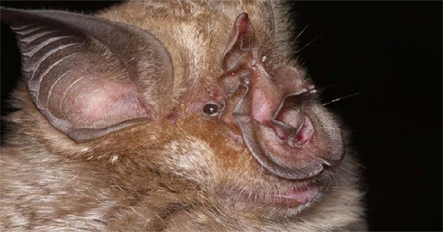 Detected 500 corona virus types in bats