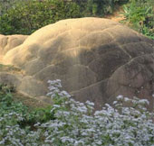 Detected a half-ton turtle when repairing graves