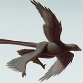 Detected fossil dinosaur four wings