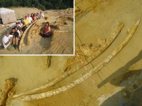 Detected giant ivory over 2 million years old